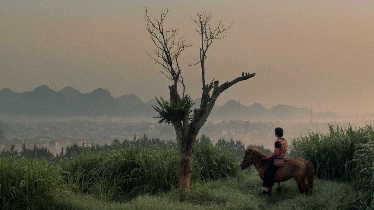 Pao's Forest Pao's Forest